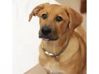Adopt FIRECRACKER a Mixed Breed (Medium) / Mixed dog in Kyle, TX (38909709)