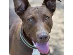 Adopt Reece a Brown/Chocolate Doberman Pinscher / Labrador Retriever / Mixed dog