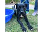 Adopt Duke a Black Labrador Retriever / Mixed dog in El Paso, TX (38741093)