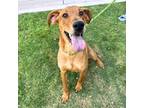 Adopt Tom Brady a Brown/Chocolate Border Terrier / Mixed dog in El Paso