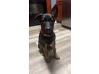 Adopt Fannie a Black - with Tan, Yellow or Fawn German Shepherd Dog / Belgian