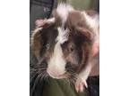 Adopt Iris a Guinea Pig