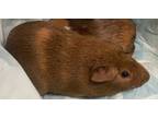 Adopt Tulip a Guinea Pig