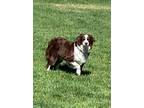 Adopt Sweet Pea3 a Red/Golden/Orange/Chestnut - with White Australian Shepherd /