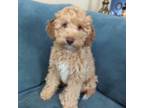 Miniature Labradoodle Puppy for sale in Galion, OH, USA