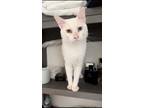 Adopt Queso a White Domestic Longhair / Mixed (long coat) cat in Dickinson