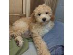 Miniature Labradoodle Puppy for sale in Galion, OH, USA