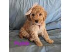 Miniature Labradoodle Puppy for sale in Galion, OH, USA