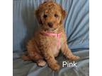 Mutt Puppy for sale in Galion, OH, USA