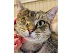 Adopt KITT a Domestic Shorthair / Mixed (short coat) cat in Wintersville