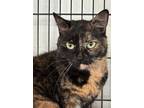 Adopt Bunnie a Domestic Short Hair