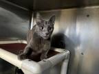 Adopt Ireland a Domestic Short Hair