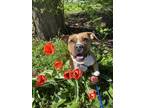 Adopt Clover a Pit Bull Terrier