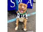 Adopt Peggy a Terrier, Pit Bull Terrier