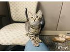 Adopt Taz a Spotted Tabby/Leopard Spotted Domestic Shorthair cat in Mead