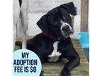 Adopt Inez a Black Mixed Breed (Medium) / Mixed dog in Charleston, WV (38655705)