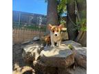 Pembroke Welsh Corgi Puppy for sale in Redlands, CA, USA