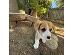 Pembroke Welsh Corgi Puppy for sale in Redlands, CA, USA