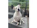 Adopt Princess Di a White Boxer dog in Irwin, PA (38938414)