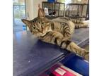 Adopt Phoebe a Domestic Short Hair