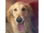 Adopt Stella a Golden Retriever