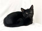 Adopt Sam a All Black Domestic Shorthair (short coat) cat in Greensboro