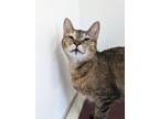 Adopt Bailey a Domestic Short Hair