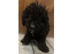 Adopt Burley Ace F1B mini bernadoodle a Black - with White Miniature Poodle /