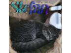 Adopt Stefan a Domestic Shorthair / Mixed (short coat) cat in Hillsboro