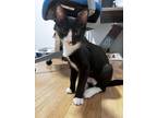Adopt Triton a Black & White or Tuxedo Domestic Shorthair (short coat) cat in