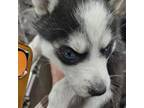 Siberian Husky Puppy for sale in Springfield, MA, USA