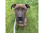 Adopt Spencer a Brown/Chocolate Mixed Breed (Large) / Mixed dog in Menands