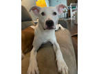 Adopt Lolly a White Mixed Breed (Large) / Mixed dog in Jeffersonville