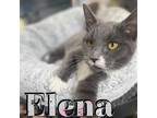 Adopt Elena a Domestic Shorthair / Mixed (short coat) cat in Hillsboro