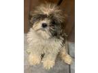 Adopt Tremar jaquetta a White - with Brown or Chocolate Shih Tzu / Mixed dog in
