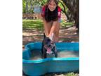 Adopt Angela Roxbury a Black Pit Bull Terrier dog in Portland, OR (38744276)