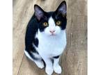 Adopt Mathias a All Black Domestic Shorthair / Mixed cat in Huntsville