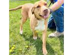 Adopt Ruby a Mixed Breed