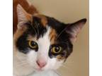 Adopt Ethel a Domestic Short Hair