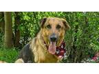 Adopt Lady a Tan/Yellow/Fawn - with Black German Shepherd Dog / Mixed dog in