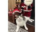 Adopt Ben a Gray or Blue Domestic Shorthair / Domestic Shorthair / Mixed cat in