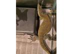 Adopt Harley Baby a Lizard