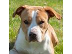 Adopt Daisy a Pit Bull Terrier