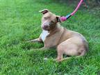 Adopt Sandy a American Pit Bull Terrier / Mixed dog in Laingsburg, MI (38777373)