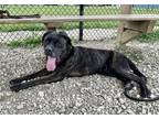 Adopt Scarlet a Black Cane Corso / Mixed dog in Kokomo, IN (38727821)