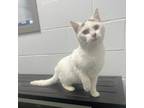 Adopt Velma a Domestic Short Hair