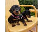 Dachshund Puppy for sale in Lemon Grove, CA, USA