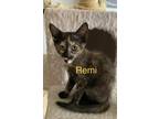 Adopt Remi a Spotted Tabby/Leopard Spotted Domestic Shorthair cat in Modesto