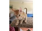 Adopt Johann - ET Bonded to Sebastian - ET a Domestic Shorthair (short coat) cat