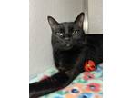 Adopt Vera a Domestic Short Hair